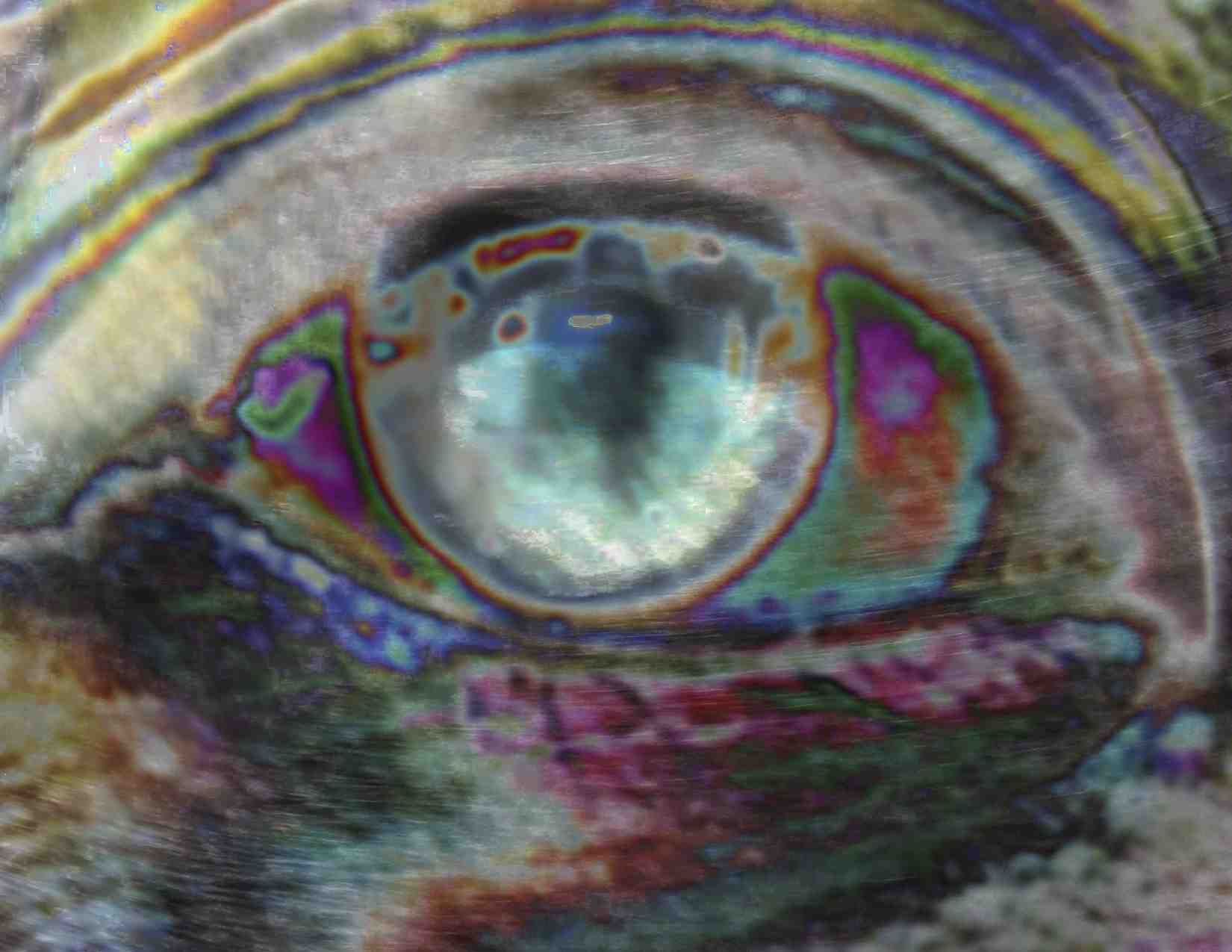 Tigers Eye banner
